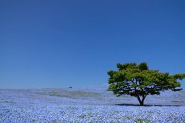 ひたちなか市