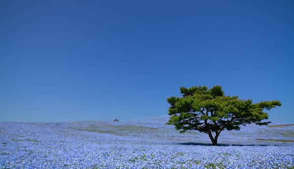 ひたちなか市